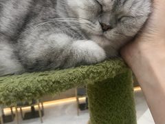 -喵园·猫主题咖啡厅·撸猫·猫咖(国贸店)