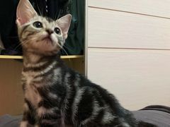 -喵zoo家庭繁育猫舍(尖东智能花园店)