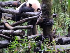 -成都动物园