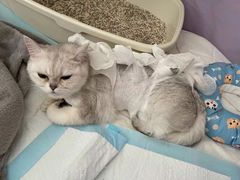 -喜多萌中农锦绣动物医院24H·猫科·牙科MRI·CT