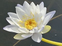 -中国科学院华南植物园