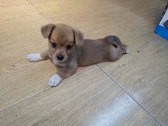 -太原东方动物医院(小店分院)