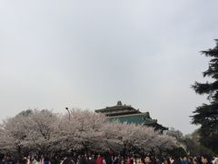 -武汉大学-樱园