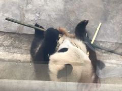 -石家庄市动物园