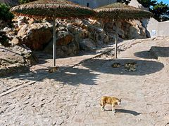 -西霞口神雕山野生动物世界