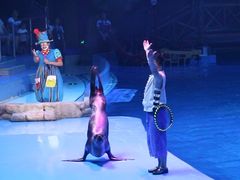 -芜湖新华联大白鲸海洋公园