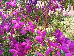 -天适樱花悠乐园