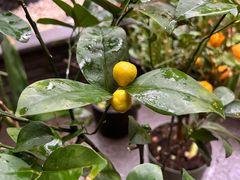 -我嘉书房(南翔名士居店)