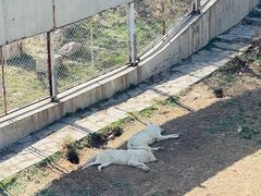 -石家庄市动物园