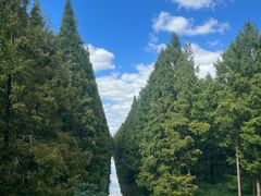 -黄海国家森林公园