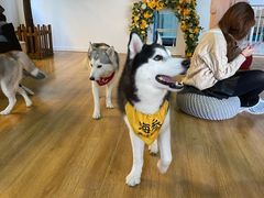 -Husky Go! 哈士奇体验馆·宠物咖啡厅狗咖