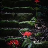 彼岸花