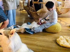 -Husky Go! 哈士奇体验馆·宠物咖啡厅狗咖