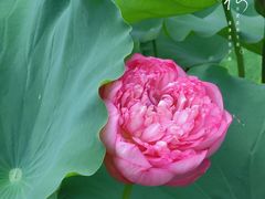 -莲花池公园