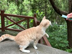 -四门塔风景区