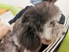 -北京观赏动物医院·24小时大型综合·猫专科·异宠专科