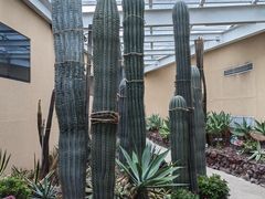-正佳雨林生态植物园