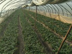 -胜丰草莓采摘园