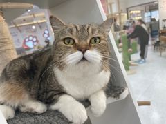 -喵园·猫主题咖啡厅·撸猫·猫咖(国贸店)