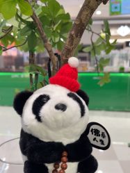-侨治发型