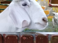 -上海大自然野生昆虫馆(东方明珠·爬宠昆虫探索中心)