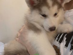 -Husky Go! 哈士奇体验馆·宠物咖啡厅狗咖