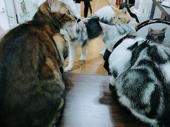 -李小姐の猫咖啡馆(五角场店)