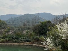 -树山生态村