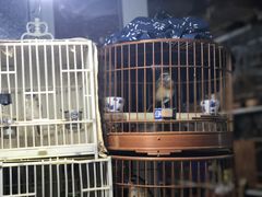 -万商花鸟市场