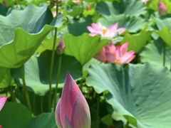 -莲花池公园