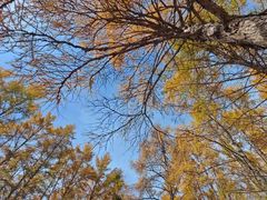 -莫尔道嘎国家森林公园