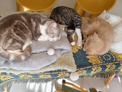 -平行世界·猫咖(首经贸店)