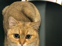 -飞行喵MR PILOT|猫舍·猫咖(静安大融城店)