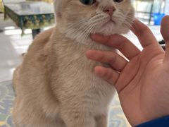 -平行世界·猫咖(首经贸店)