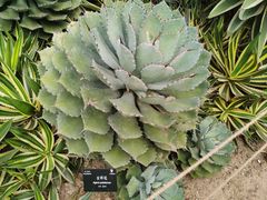 -深圳仙湖植物园