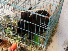 -小鱼草莓采摘园农家乐·小鱼餐厅