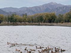 -野鸭湖国家湿地公园