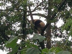 -中国大熊猫保护研究中心雅安碧峰峡基地