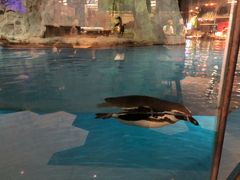 -帝企鹅自助餐厅•儿童岛•真企鹅(长隆企鹅酒店)