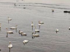 -烟墩角天鹅湖