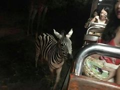 -清迈夜间动物园