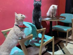 -猫色咖啡·猫咖