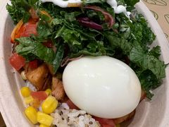 -油梨树 AVOCADO TREE(亮马桥店)