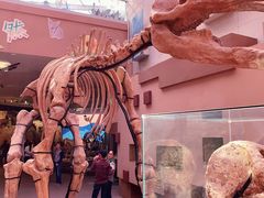 -陕西自然博物馆