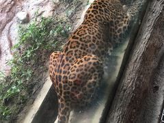 -清迈夜间动物园