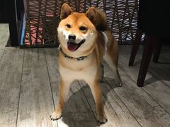 -百好乐宠物友好餐厅(朝外大街店)