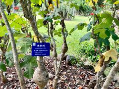 -中国科学院西双版纳热带植物园