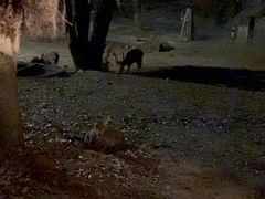 -清迈夜间动物园