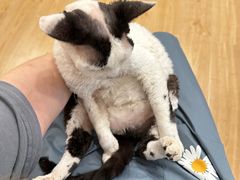 -有喵·猫咖·狗咖·30几只猫10只小狗(岗厦店)