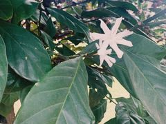 -侯臣咖啡文化村